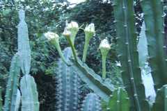 Cereus pterogonus
